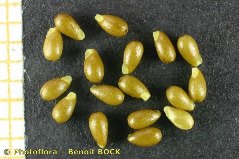 Viola gialla 2