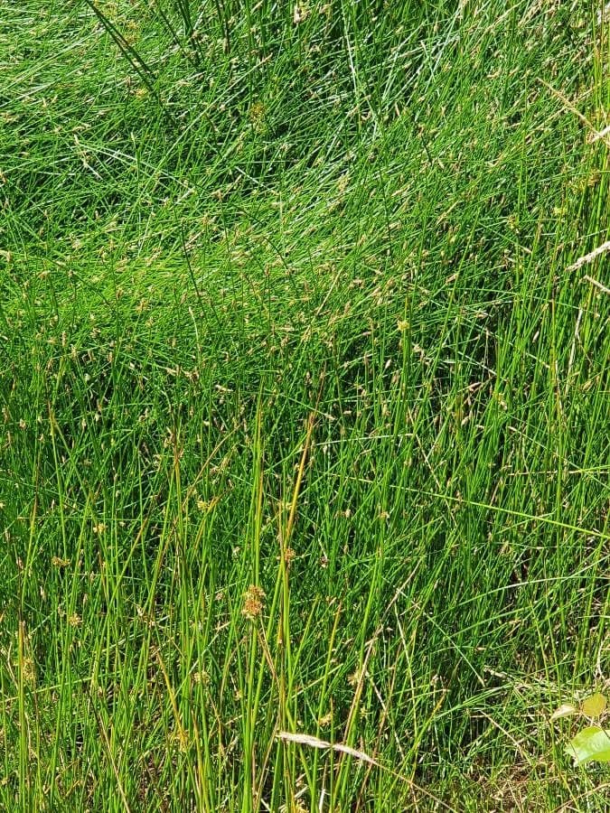 Schoenoplectus triqueter 7
