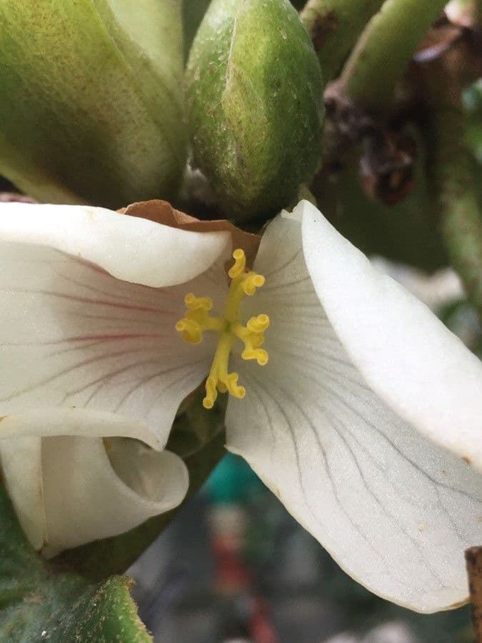 Begonia