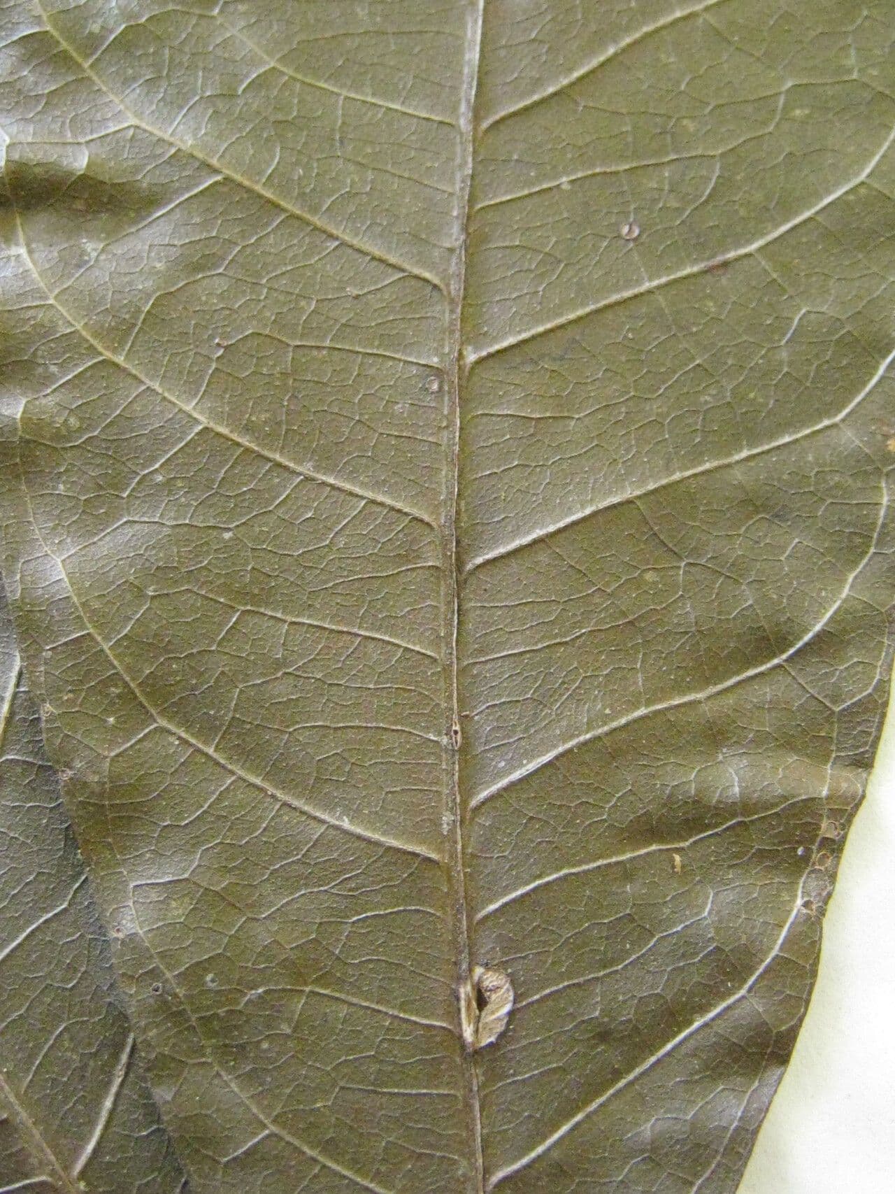 Eriotheca 12