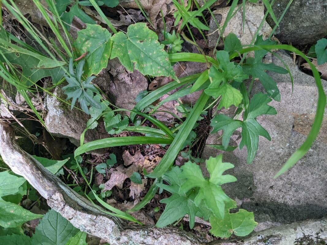 Viola precoce blu 9