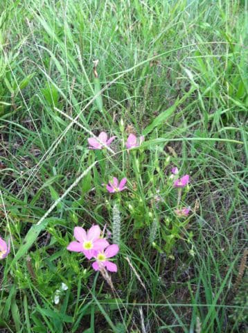 Sabatia 6