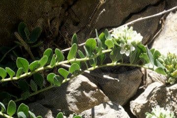 Telephium imperati 20