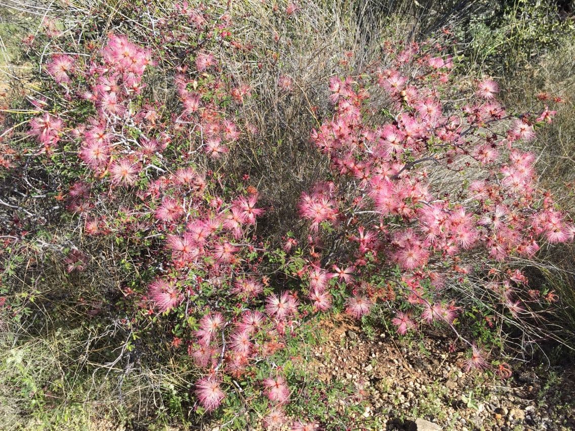 Fairy-duster 15