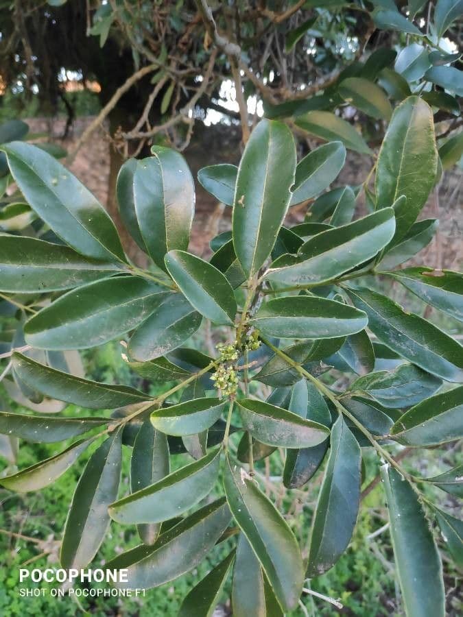 Ocotea 15