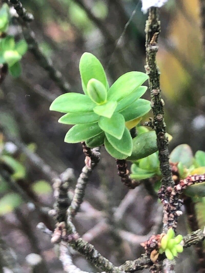 Pimelea 2
