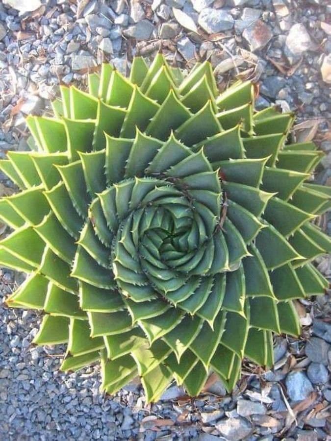 Aloe a spirale 2