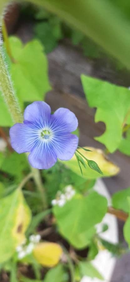 Linseed 28