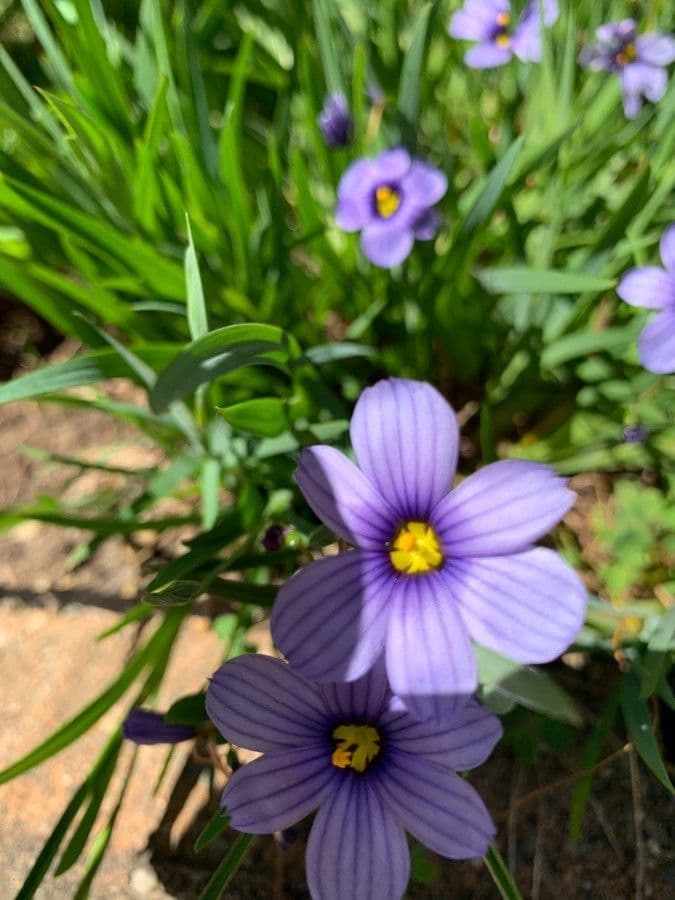 Schmalblättriges Blauaugengras 9