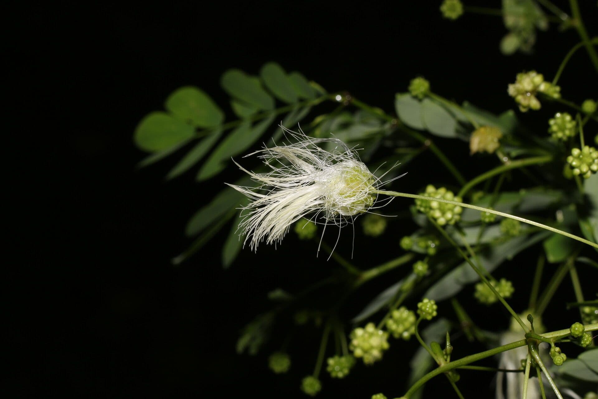 Schott's stickpea 6