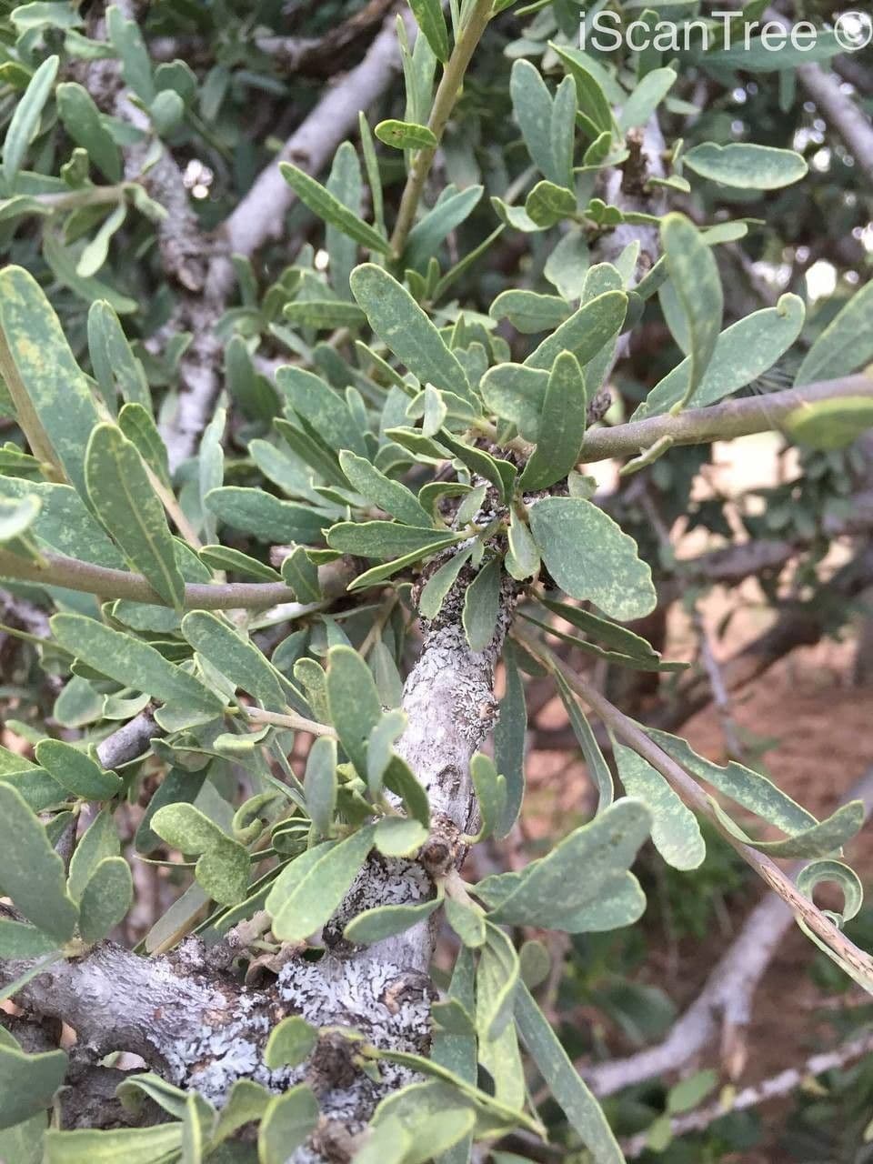 Boscia 9