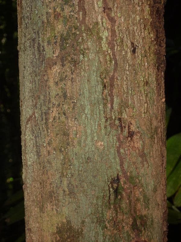 Virola sebifera 22