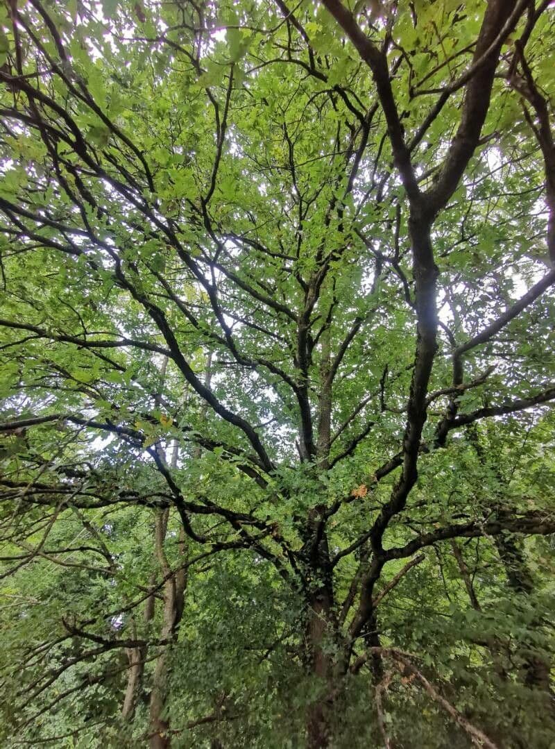 Quercia comune 12