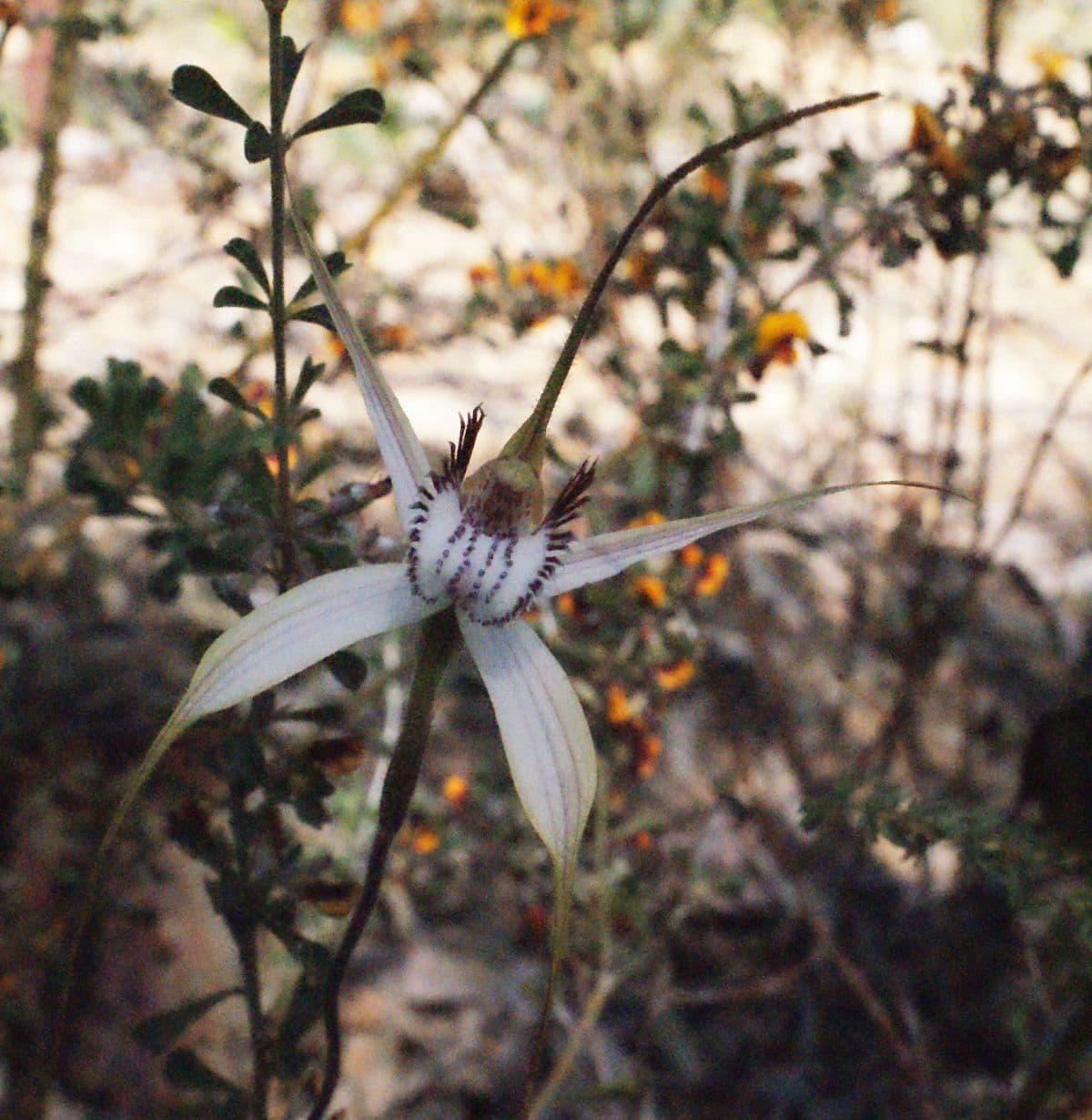 Caladenia denticulata