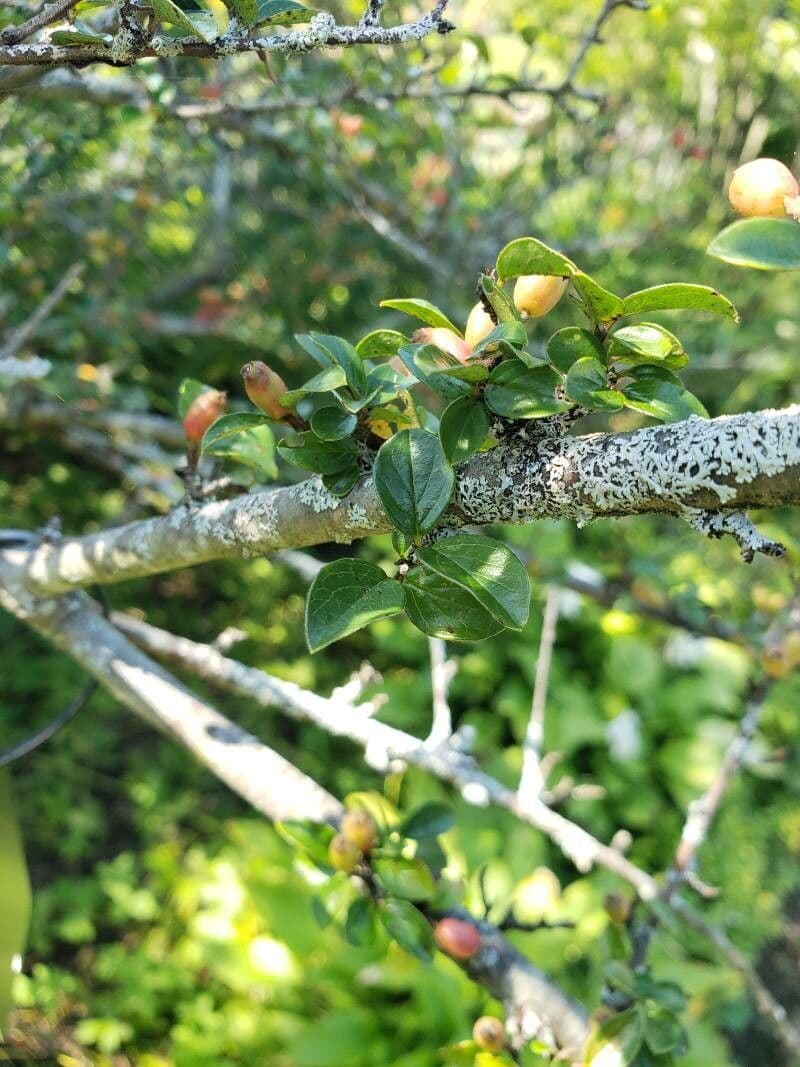 Cotoneaster de Diels 15