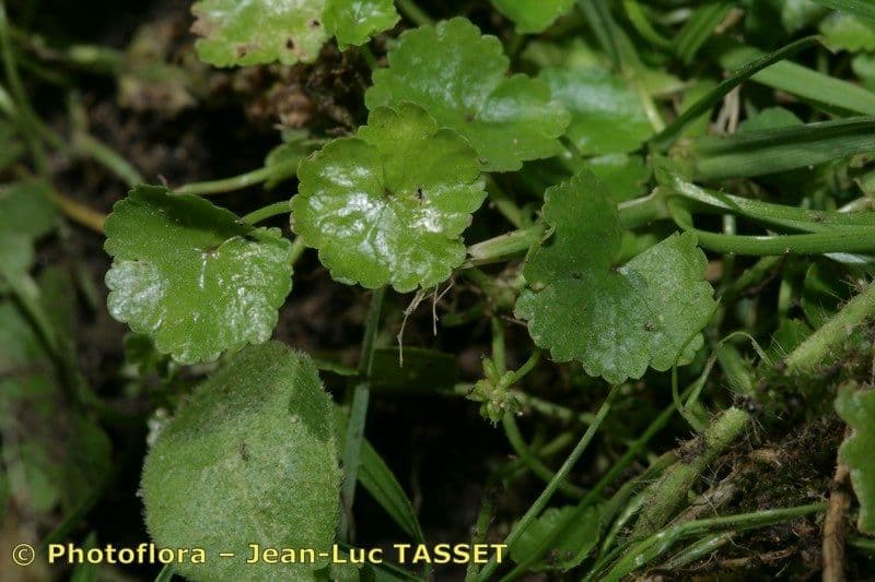 Hydrocotyle sibthorpioides 26