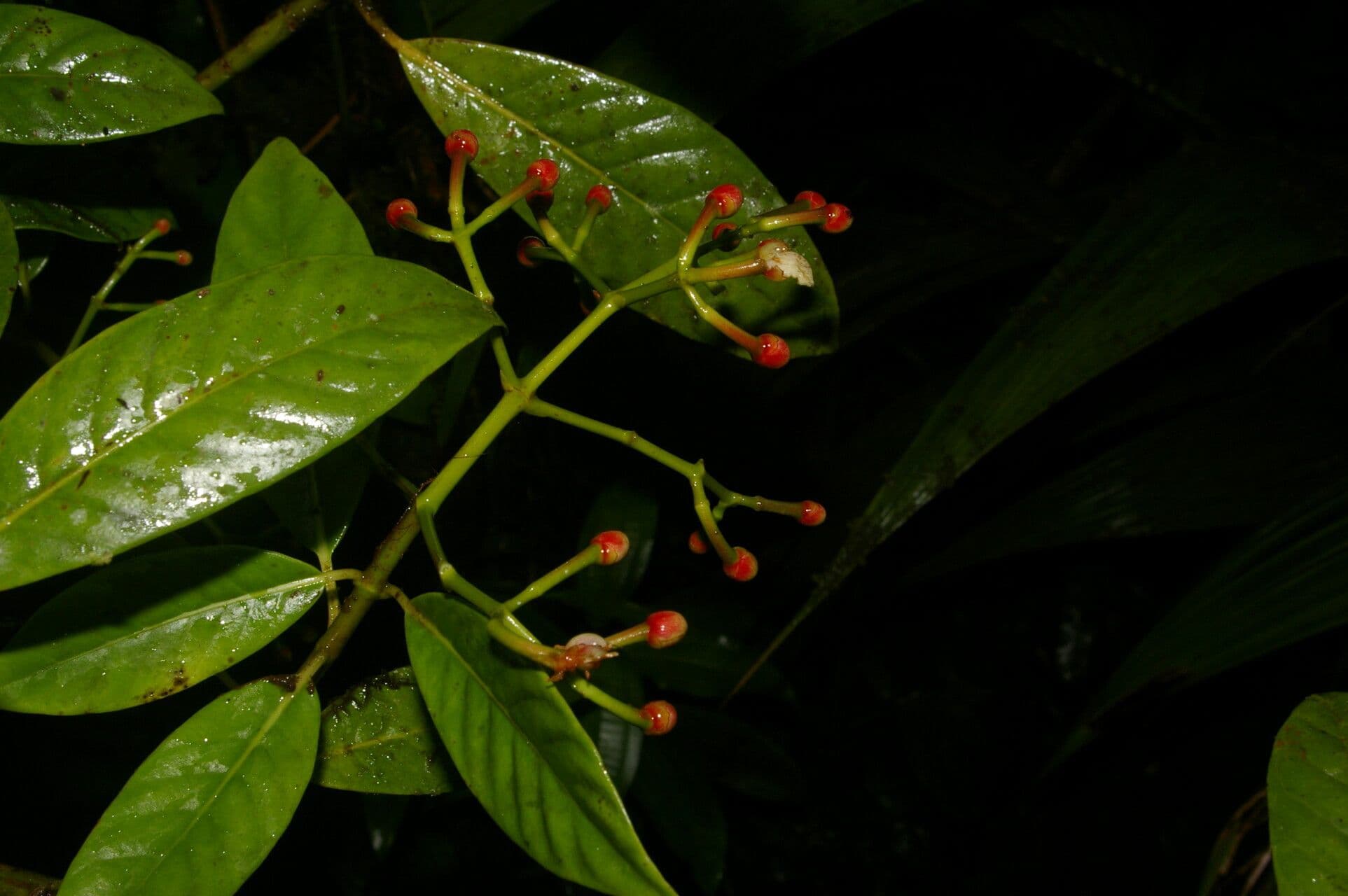 Chrysochlamys 4