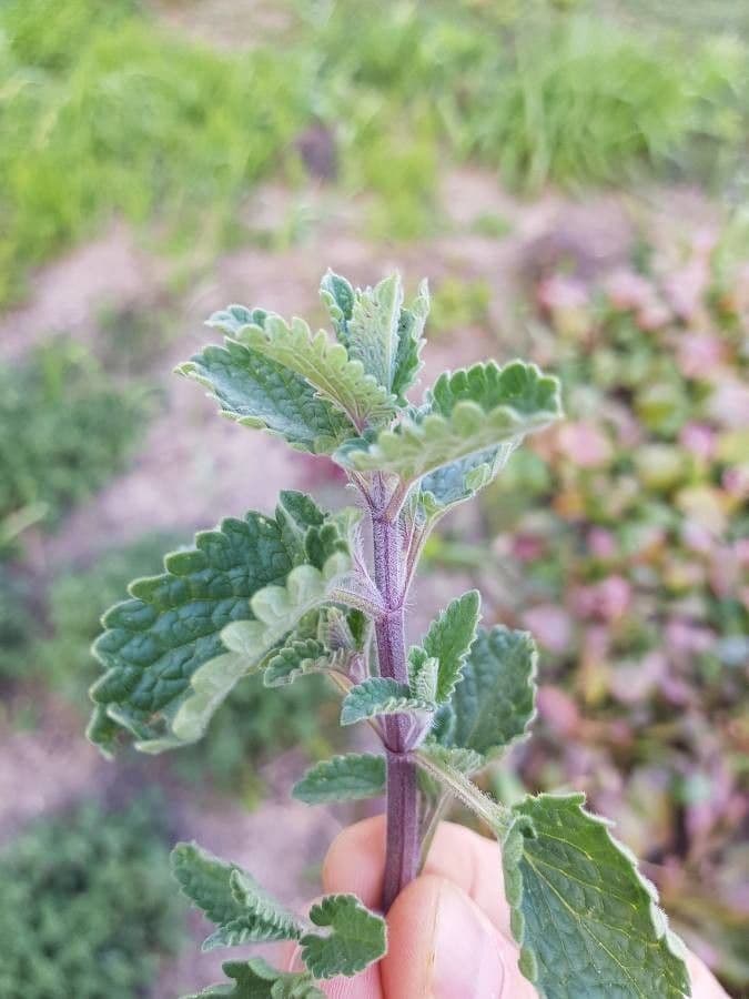 Erba gatta 19
