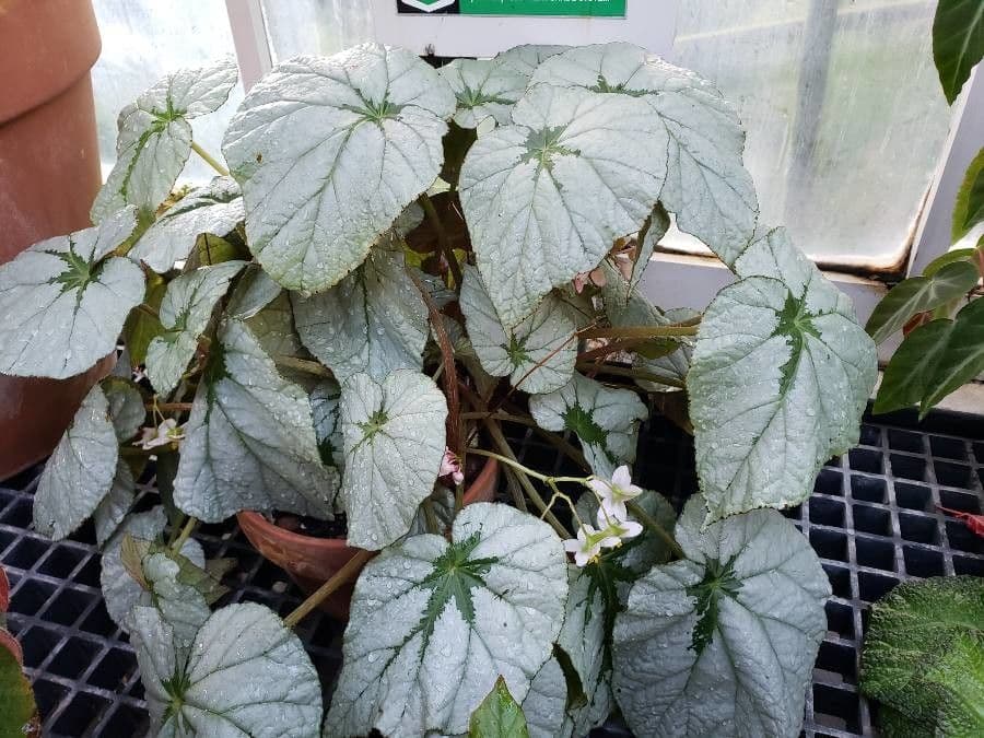 Begonia 14