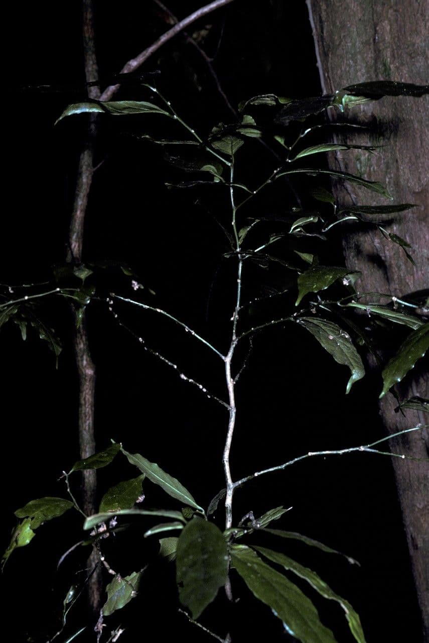 Gomphandra 2
