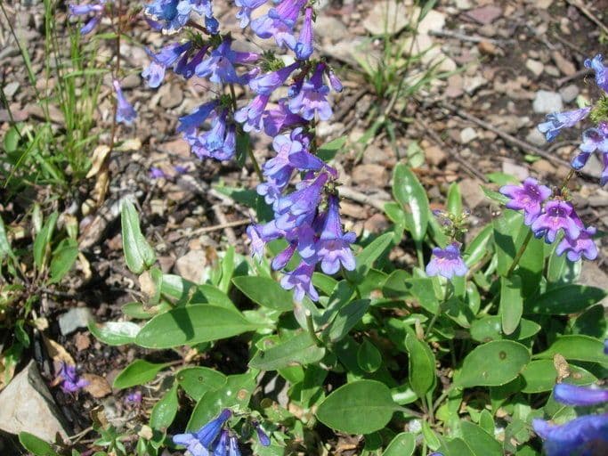 Penstemon albertowski 7