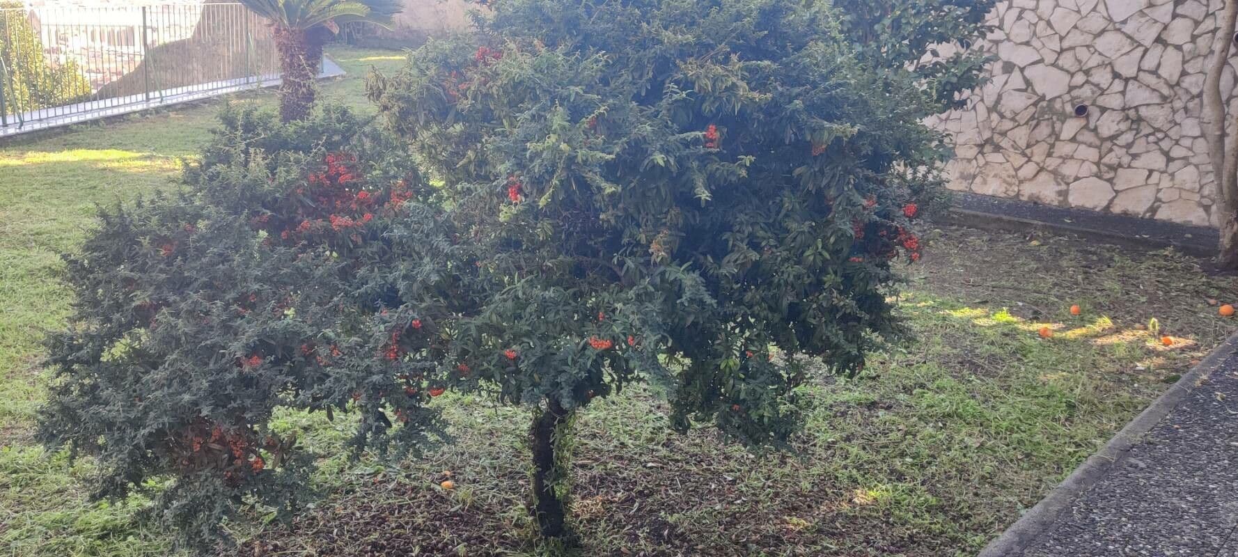 Pyracantha de Koidzumi 12
