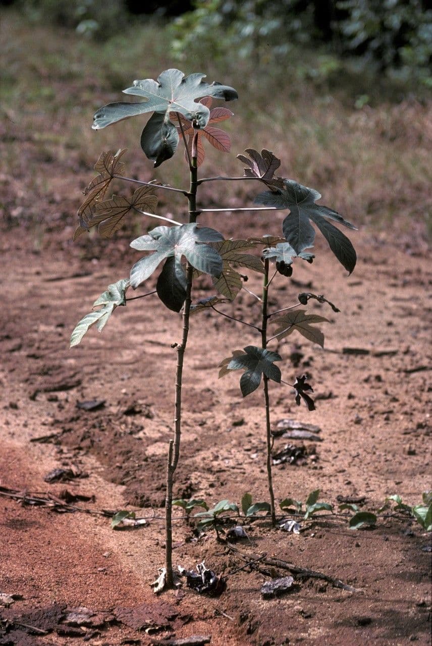 Cecropia 2