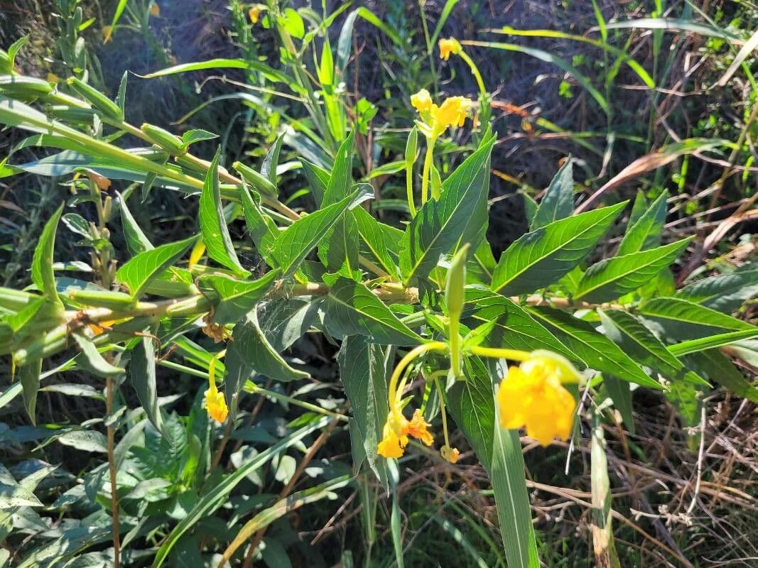 Enagra parviflora 20