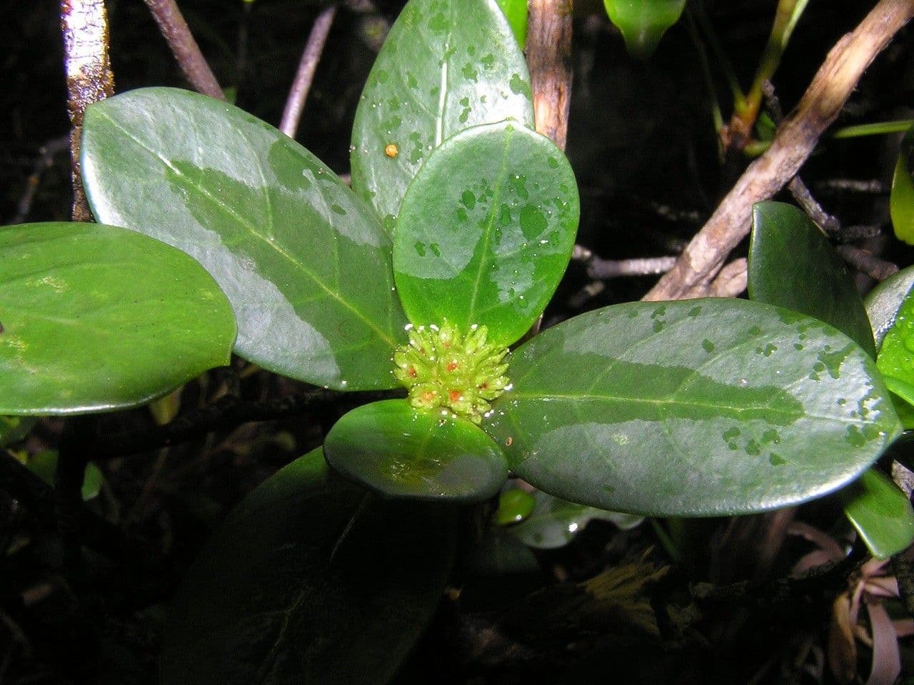 Psicotria pseudomicrodafne 7