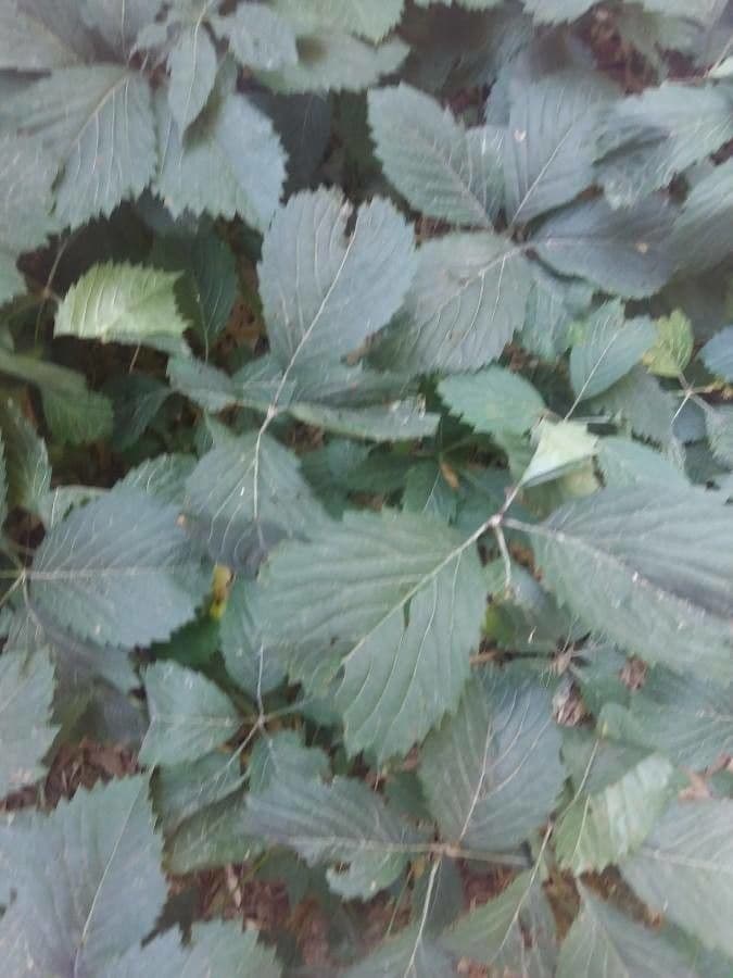 Pyramiden-Brombeere 11