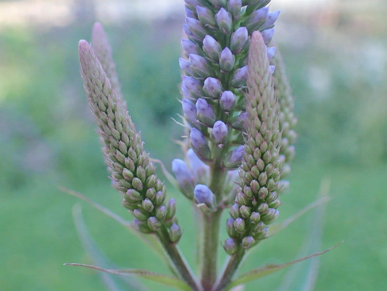 Veronicastrum 7