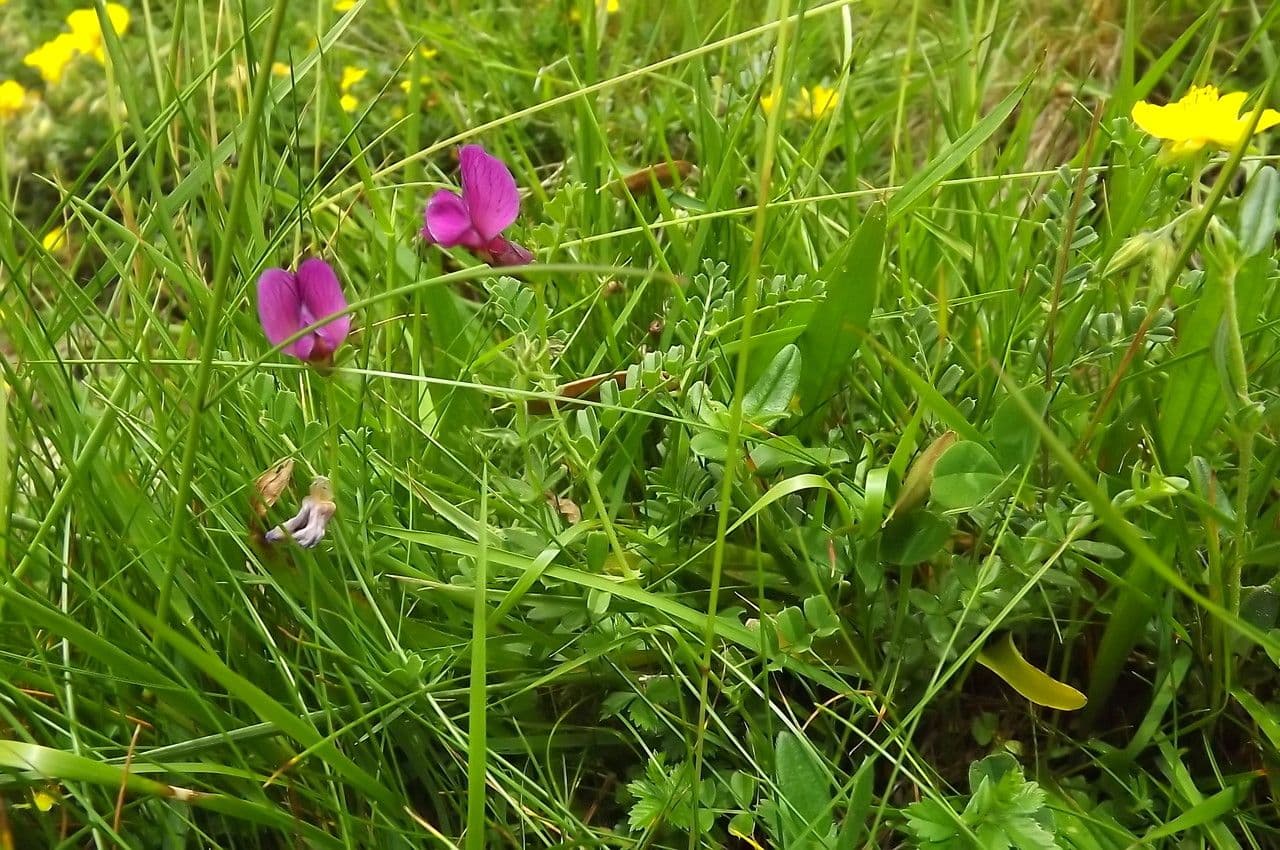 Vesce des Pyrénées 12