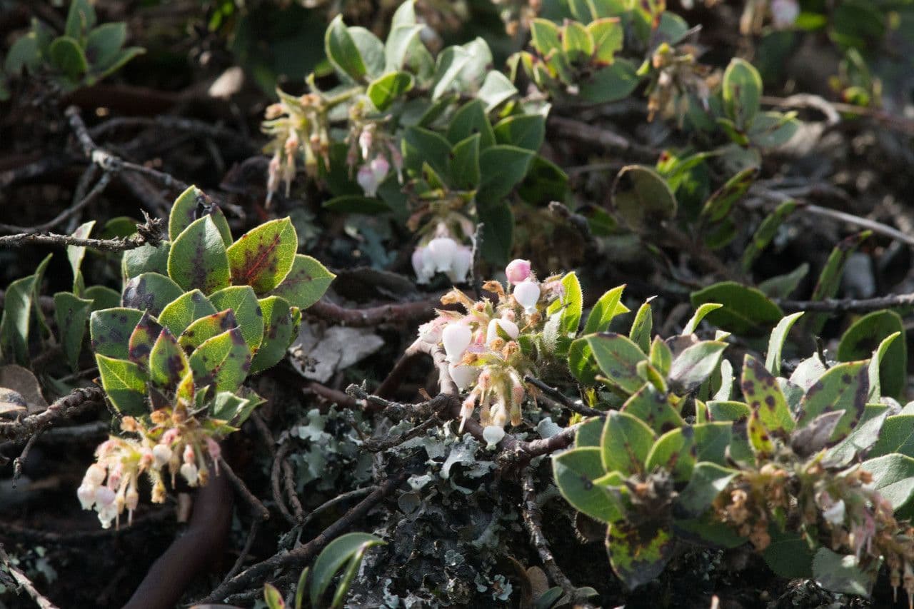 Arctostaphylos 10