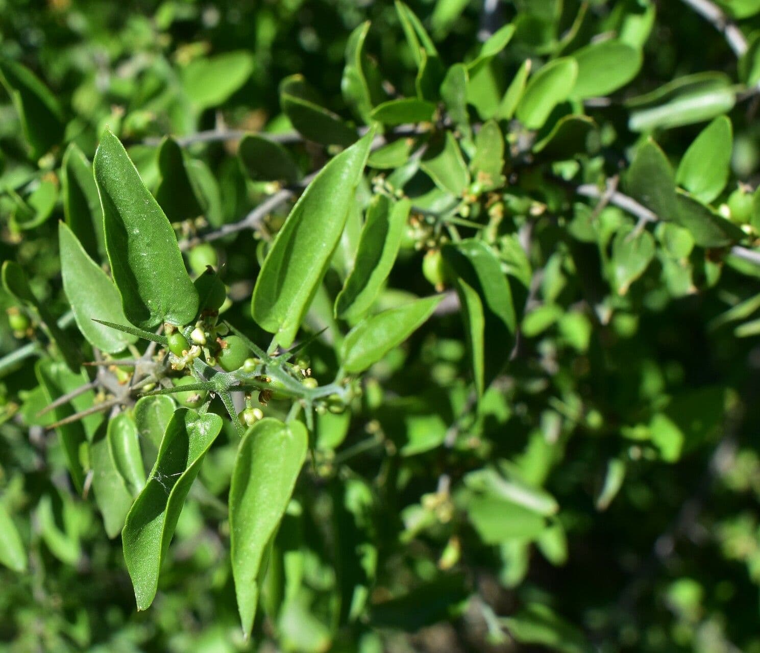 Pachysandra 7