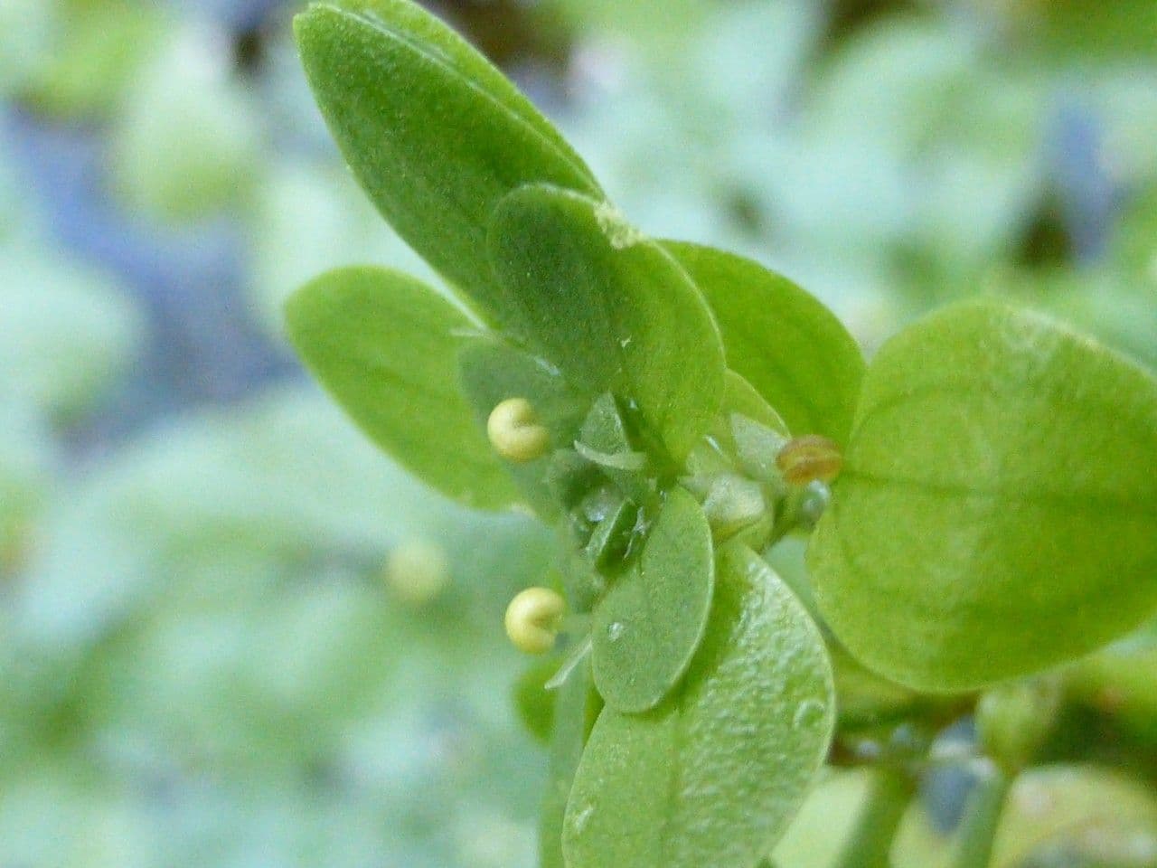 Callitriche brutia 5