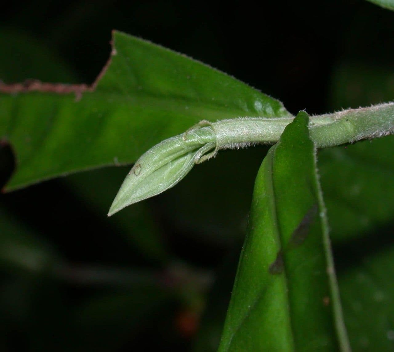 Psychotria 14