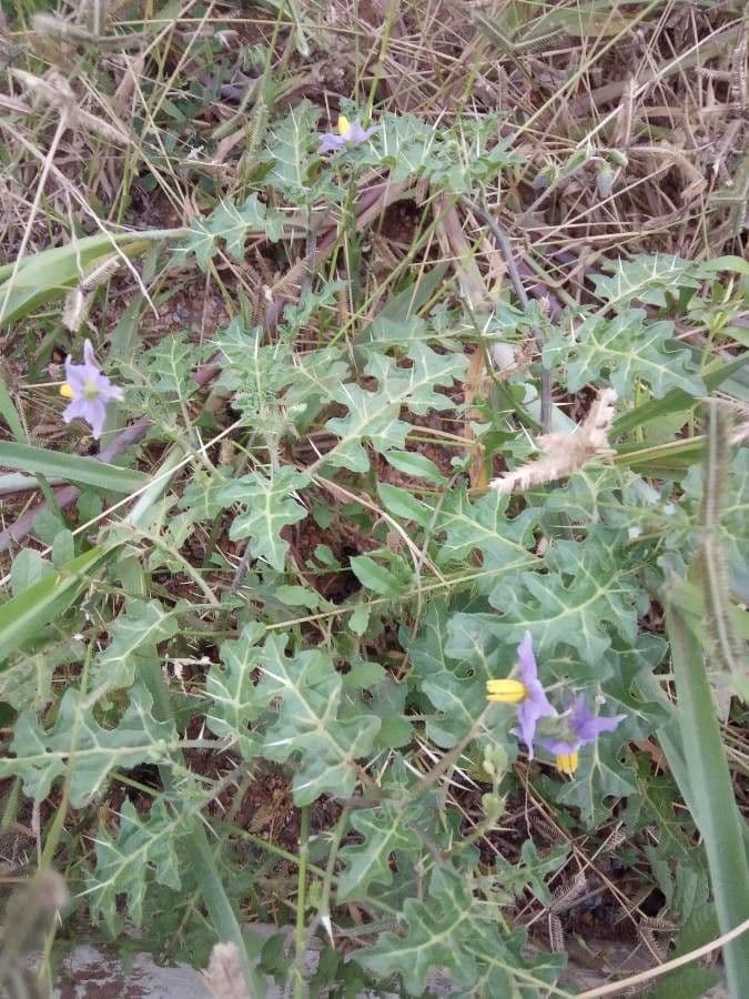 Solanum dimidiato 20