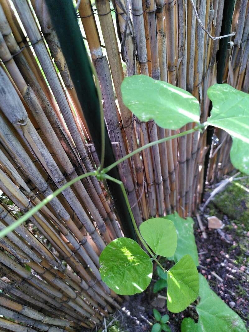Runner bean 27
