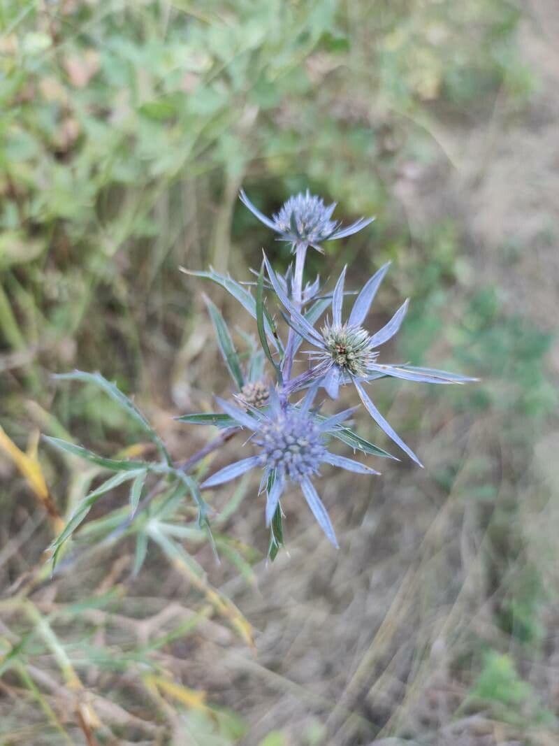 Panicaut d'améthyste 2
