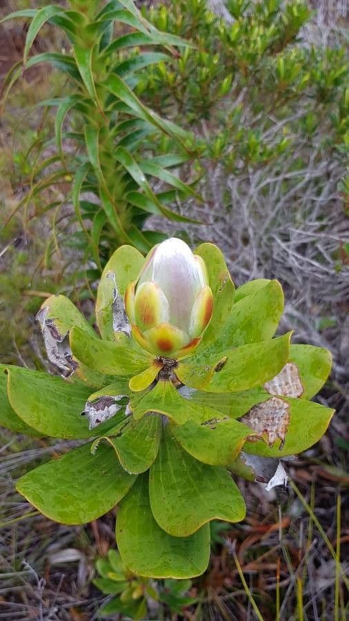 Melaleuca 8