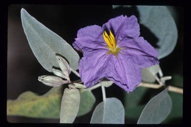 Solanum hindsianum 5