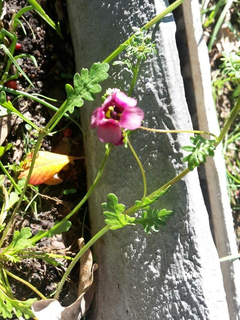 Schizanthus pinnatus 15