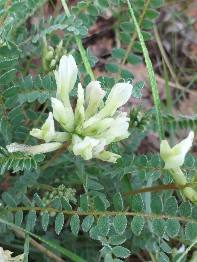 Astragalus hamosus 10