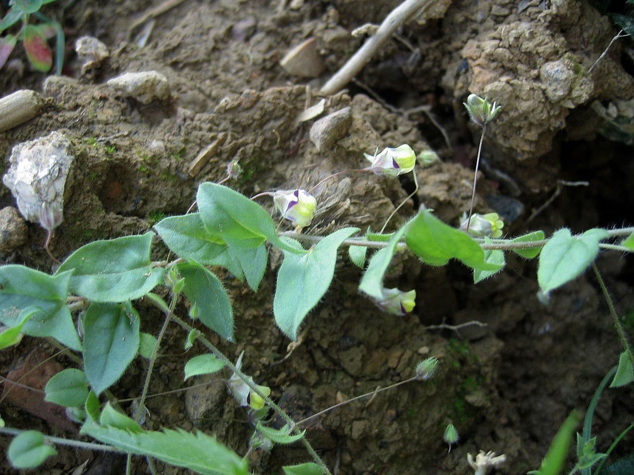 Kickxia 13