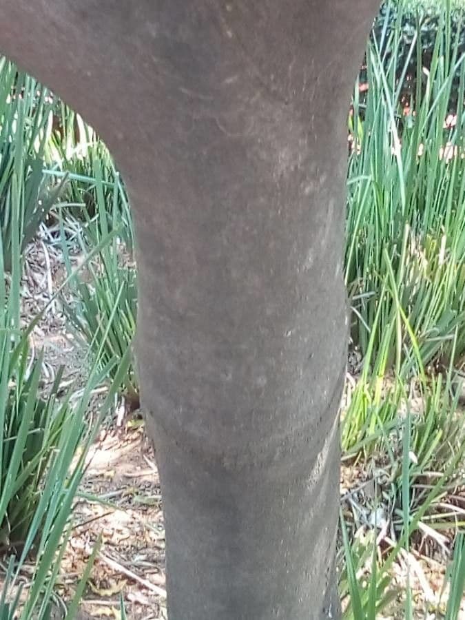 Vepris lanceolata 9