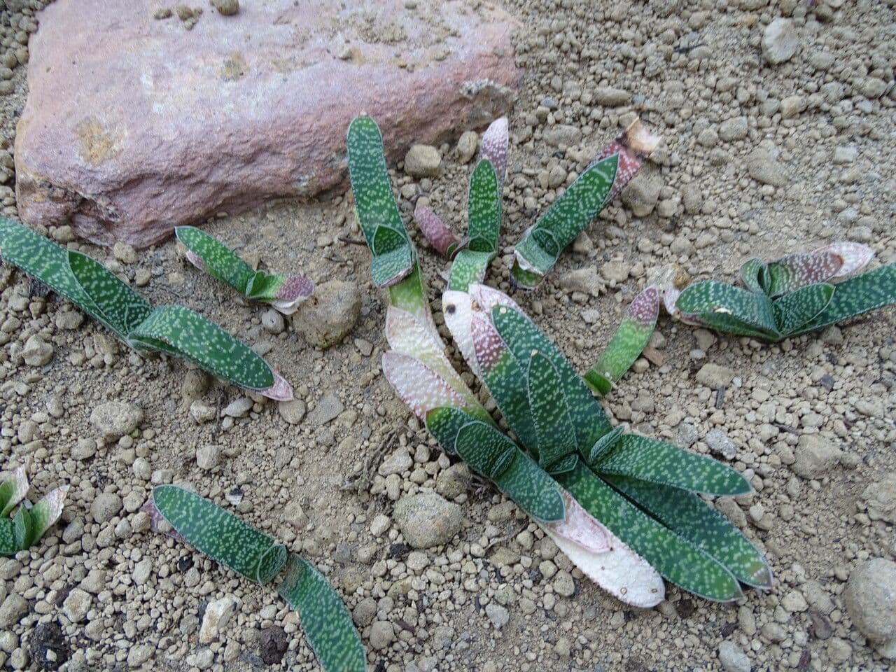 Gasteria