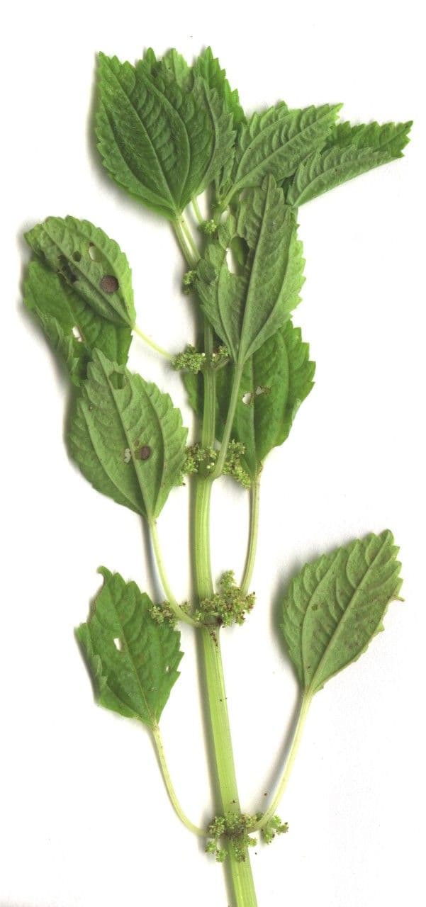 Pilea ialina