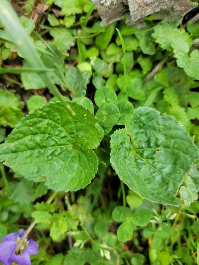 Viola americana 14