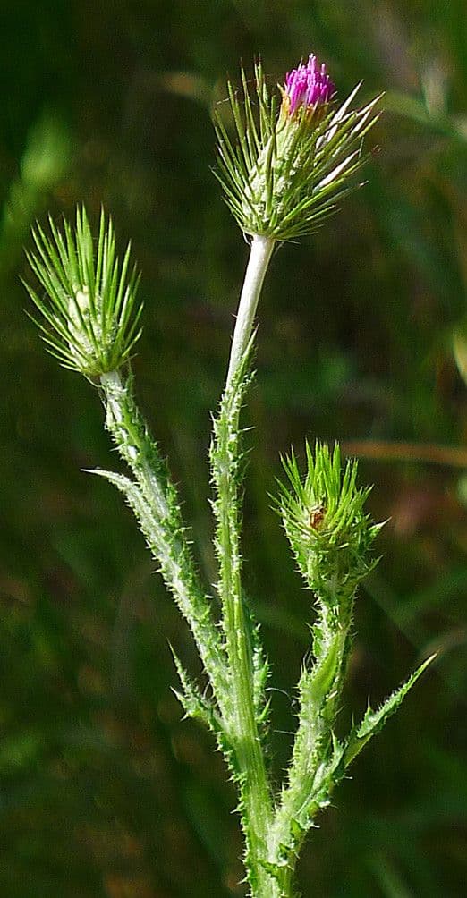 Distel 13