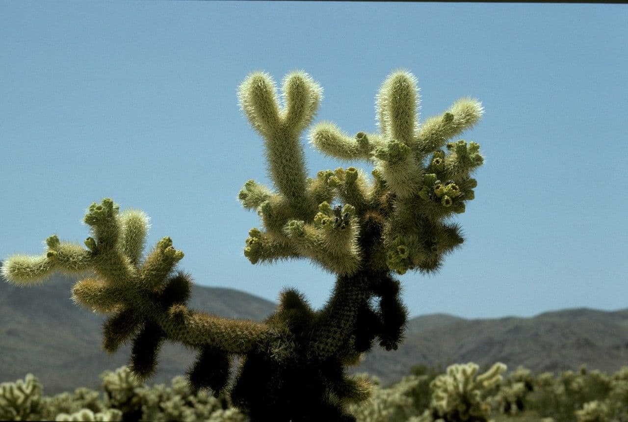 Cholla orsacchiotto 2